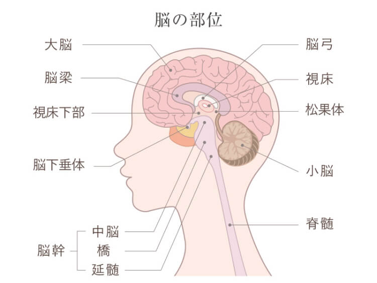 脳卒中とは