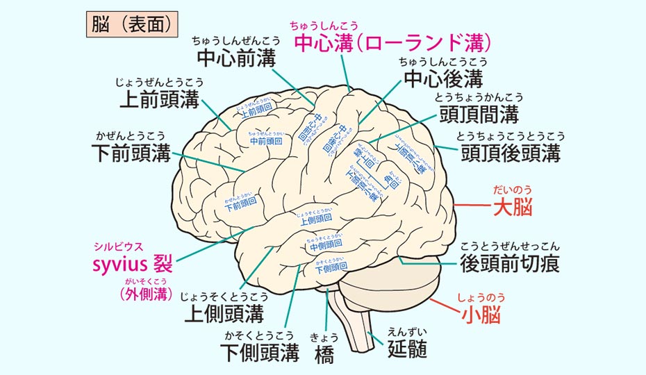 脳みその部位